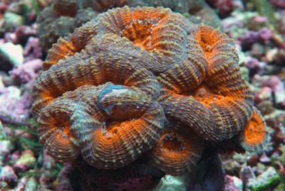 Фото Лобофиллия Lobophyllia sp.  (photo#59126)