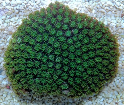 Фото Галаксея Galaxea sp.  (photo#59134)