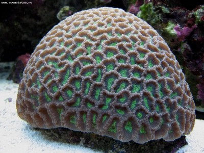 Фото Фавитес Favites sp.  (photo#59146)
