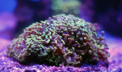 Фото Эуфилия Ветвистая Молоточковая Euphyllia paranchora  (photo#59147)