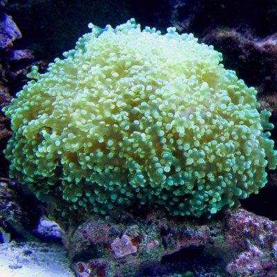 Фото Эуфилия Лягушачья Икра Euphyllia divisa  (photo#59149)