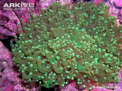 Фото Эуфилия Ветвистая Лягушачья Икра Euphyllia paradivisa  (photo#59151)