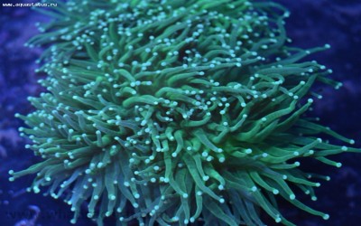 Фото Эуфилия Факельная Euphyllia glabrescens  (photo#59152)