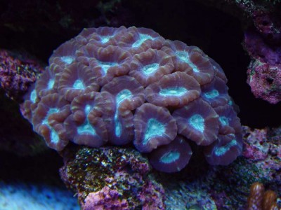 Фото Кауластрея фурката Caulastrea furcata  (photo#59157)