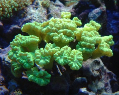 Фото Кауластрея курвата Caulastrea curvata  (photo#59158)