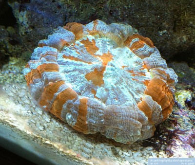 Фото Акантофиллия Acanthophyllia deshayesiana  (photo#59167)