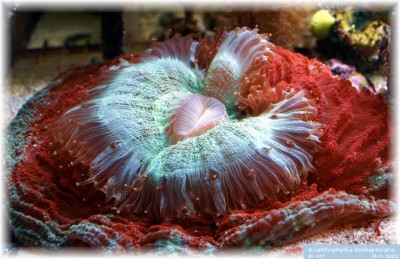 Фото Акантофиллия Acanthophyllia deshayesiana  (photo#59168)