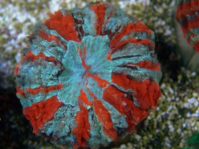 Фото Акантофиллия Acanthophyllia deshayesiana  (photo#59170)
