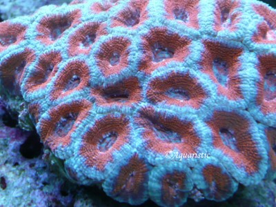 Фото Акантастрея Лорди Acanthastrea Lordhowensis  (photo#59171)