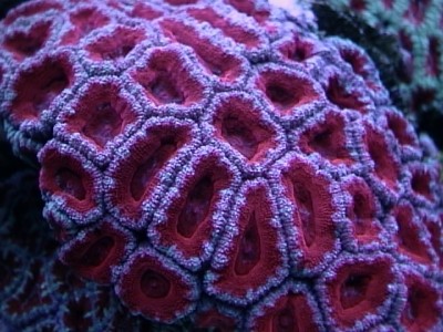 Фото Акантастрея Лорди Acanthastrea Lordhowensis  (photo#59172)
