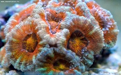 Фото Акантастрея Лорди Acanthastrea Lordhowensis  (photo#59173)