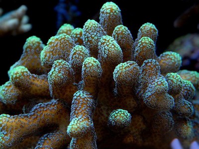 Фото Стилофора Stylophora sp.  (photo#59233)