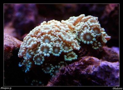 Фото Альвеопора Alveopora sp.  (photo#59236)