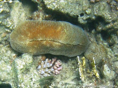 Фото Герполита Herpolitha sp.  (photo#59237)