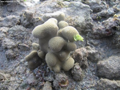 Фото Поритес Porites sp.  (photo#59247)