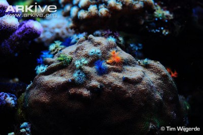Фото Поритес Porites sp.  (photo#59248)