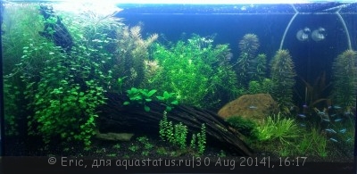 Фото Мой второй аквариум 160 литров Eric  (photo#59443)