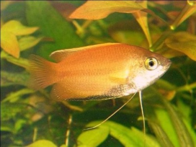Colisa chuna (медовый гурами)