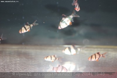 Ихтиофтириоз
