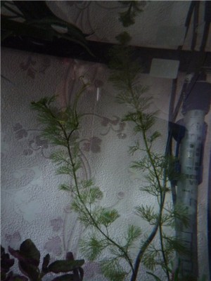 Опознание аквариумных растений