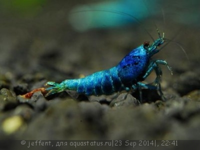 Фото Нано-аквариум 30 литров jeffent  (photo#59997)