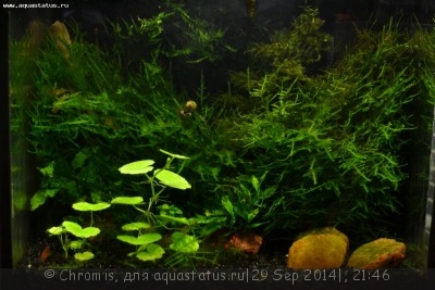 Нано аквариум 6 литров (Chromis)