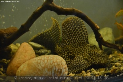 Фото Аквариум Таинственные воды Амазонки 200 литров essave  (photo#60222)