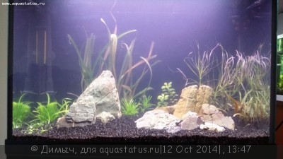 Фото Замена аквариума или жизнь по новому (photo#60630)