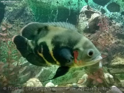 Фото Астронотус Astronotus ocellatus  (photo#61080)
