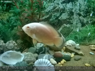 Фото Астронотус Astronotus ocellatus  (photo#61081)