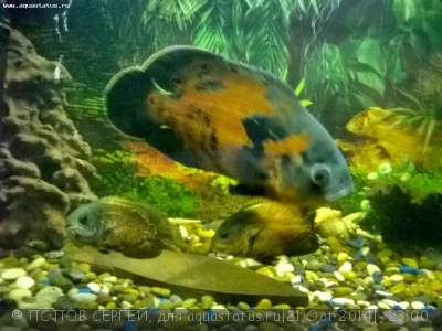 Фото Астронотус Astronotus ocellatus  (photo#61083)