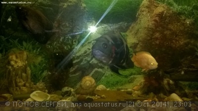 Фото Астронотус Astronotus ocellatus  (photo#61085)