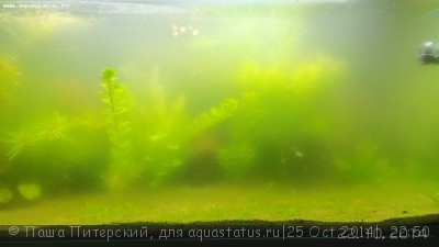 Как побороть данную напасть ?