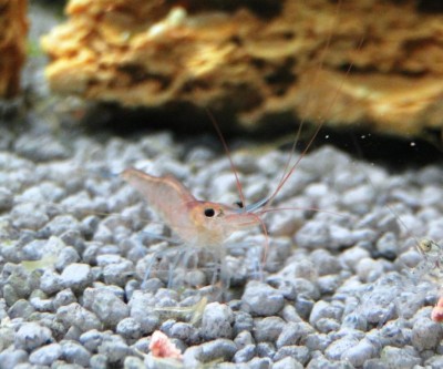 Фото Голубоногая пчела из Посо Caridina caerulea  (photo#6133)