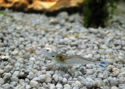 Фото Голубоногая пчела из Посо Caridina caerulea  (photo#6134)