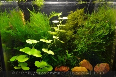 Нано аквариум 6 литров (Chromis)