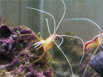 Решился на морской аквариум 30 литров (Indi)