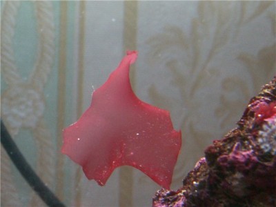 Решился на морской аквариум 30 литров (Indi)