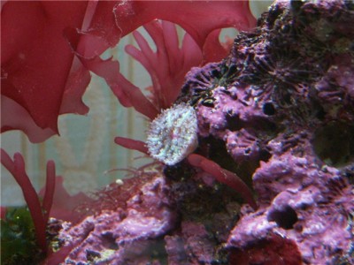 Решился на морской аквариум 30 литров (Indi)
