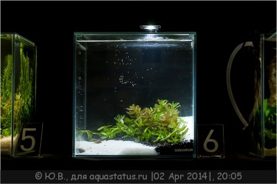 Фото 1-й российский конкурс ПИКО аквариумов Aqualighter Pico (photo#61624)
