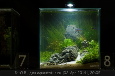 Фото 1-й российский конкурс ПИКО аквариумов Aqualighter Pico (photo#61626)