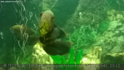 Астронотусы