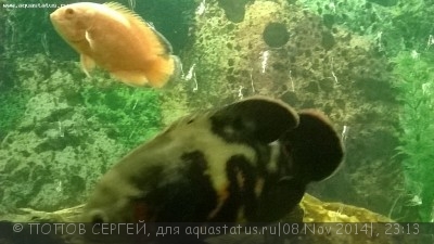Астронотусы
