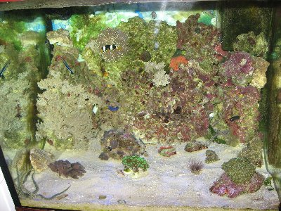 Мой морской аквариум 250 литров (Сергей%)