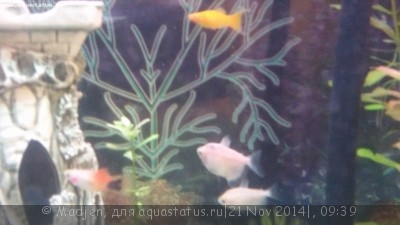Помогите опознать рыбку (опознание рыб)