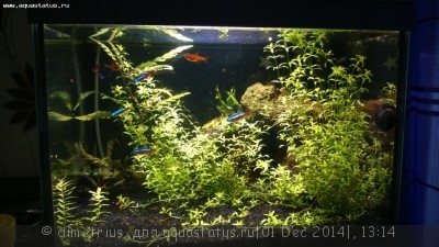 Фото Аквариумы Tetra 2 по 20 литров dimetrius  (photo#62499)