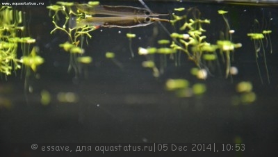 Фото Новый конкурс: Мисс аквариумистка AQUASTATUS-2014 (photo#62671)