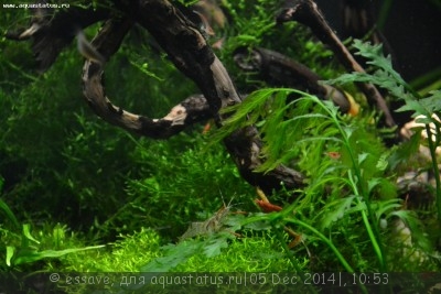 Фото Новый конкурс: Мисс аквариумистка AQUASTATUS-2014 (photo#62673)