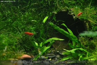 Фото Новый конкурс: Мисс аквариумистка AQUASTATUS-2014 (photo#62676)