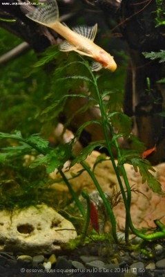 Фото Новый конкурс: Мисс аквариумистка AQUASTATUS-2014 (photo#62679)